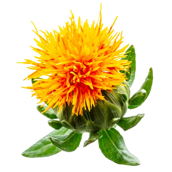 SAFFLOWER SEED OIL
